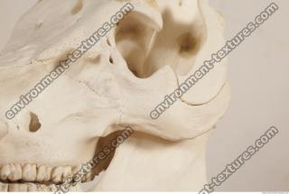 photo reference of skull 0016